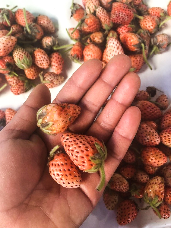 Strawberries for frutillada