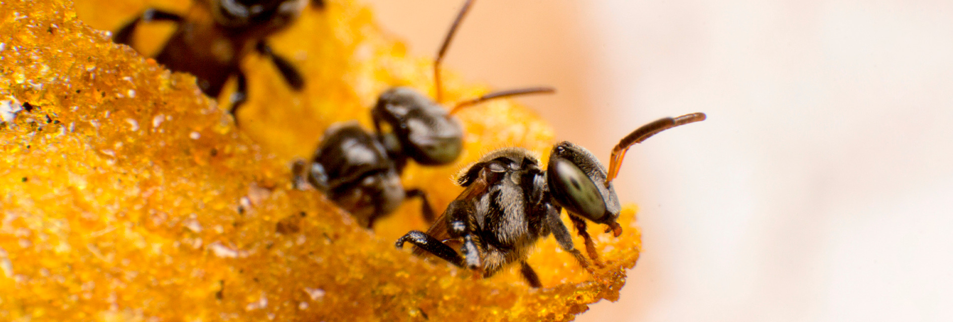 The Secret of Stingless Bees – The Delicious Honeys of America